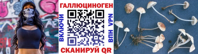 Псилоцибиновые грибы Cubensis  Павловск 